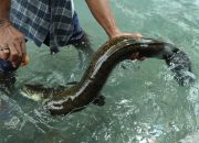 Jelajahi Maluku, Beri Makan Belut Raksasa di Kolam Waiselaka