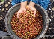 Menikmati Rasa Kopi Liberika Jambi