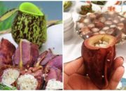 Cicipi Gurihnya Lemang Kantong Semar Khas Kerinci