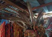 Topi Bulu Burung Ruai, Keindahan dan Romantisme Dayak